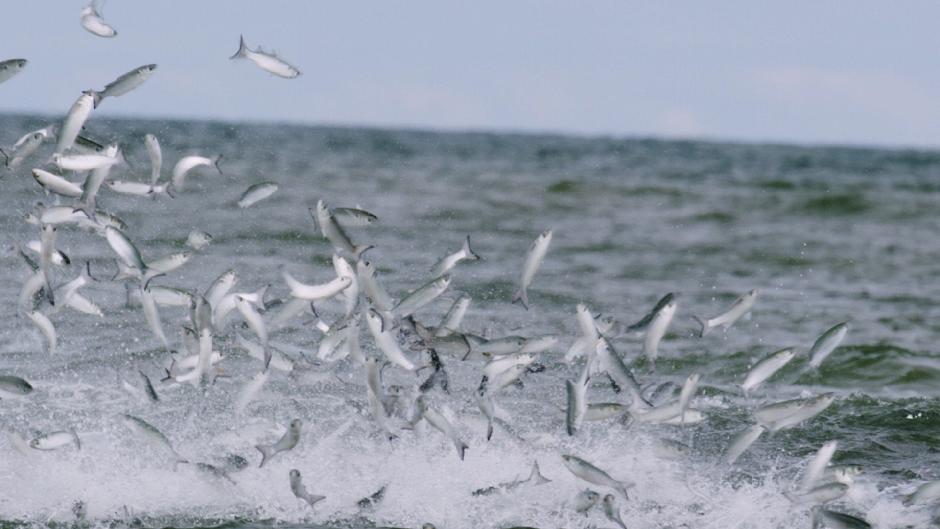 Sport Fishing TV