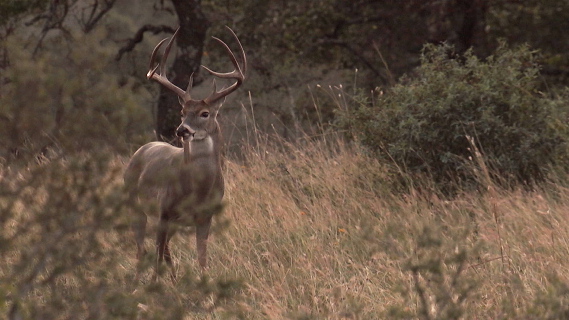 Trophy Hunters TV