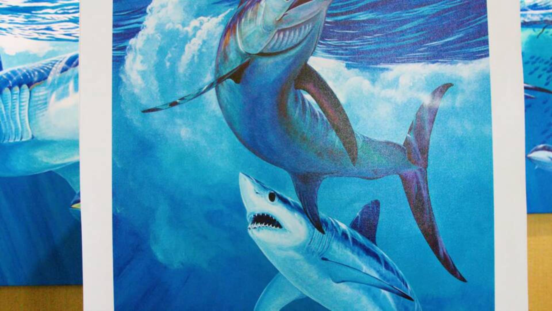 Sport Fishing Television
