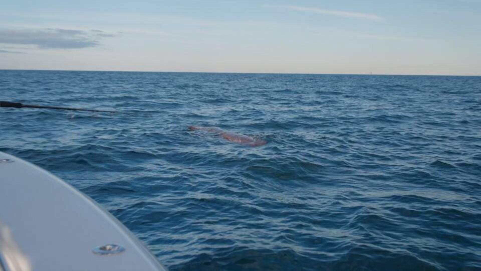 Salt Water Sportsman Adventures