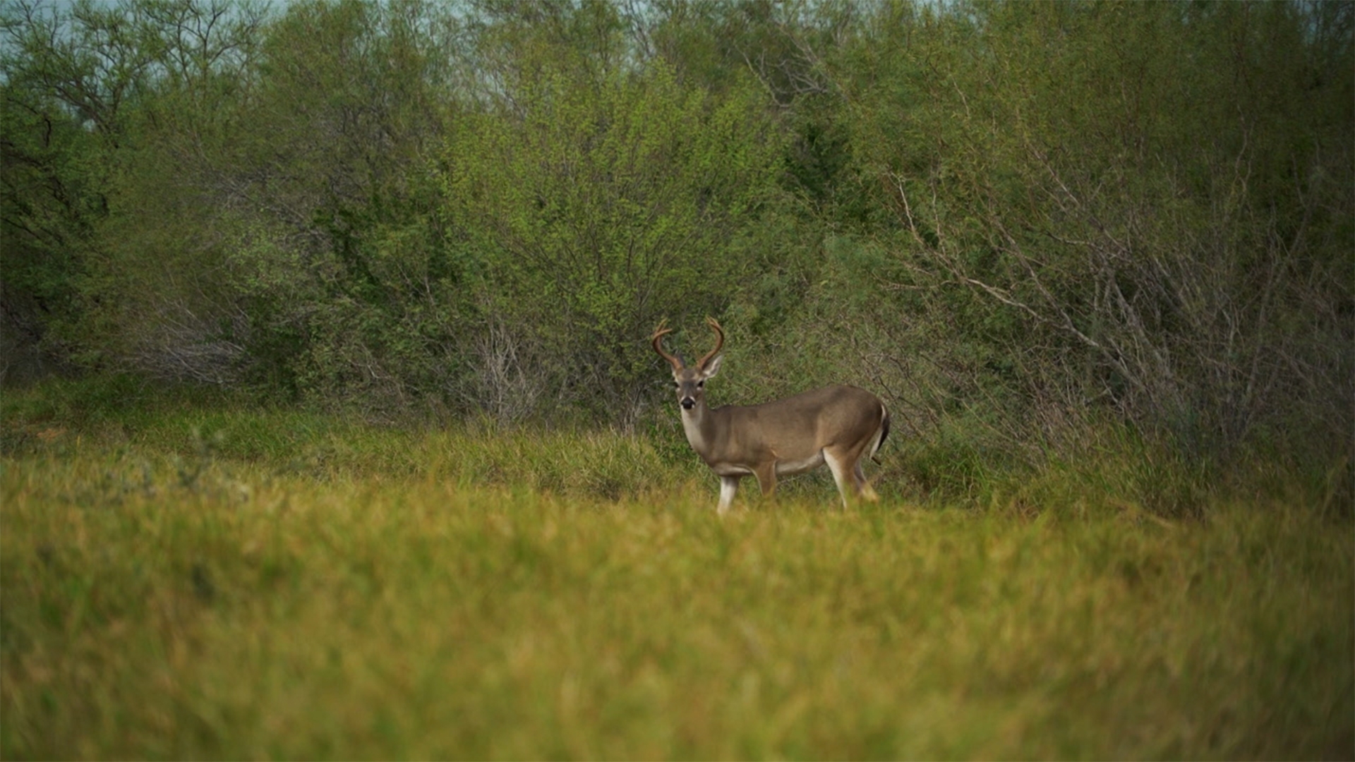 Trophy Hunters TV