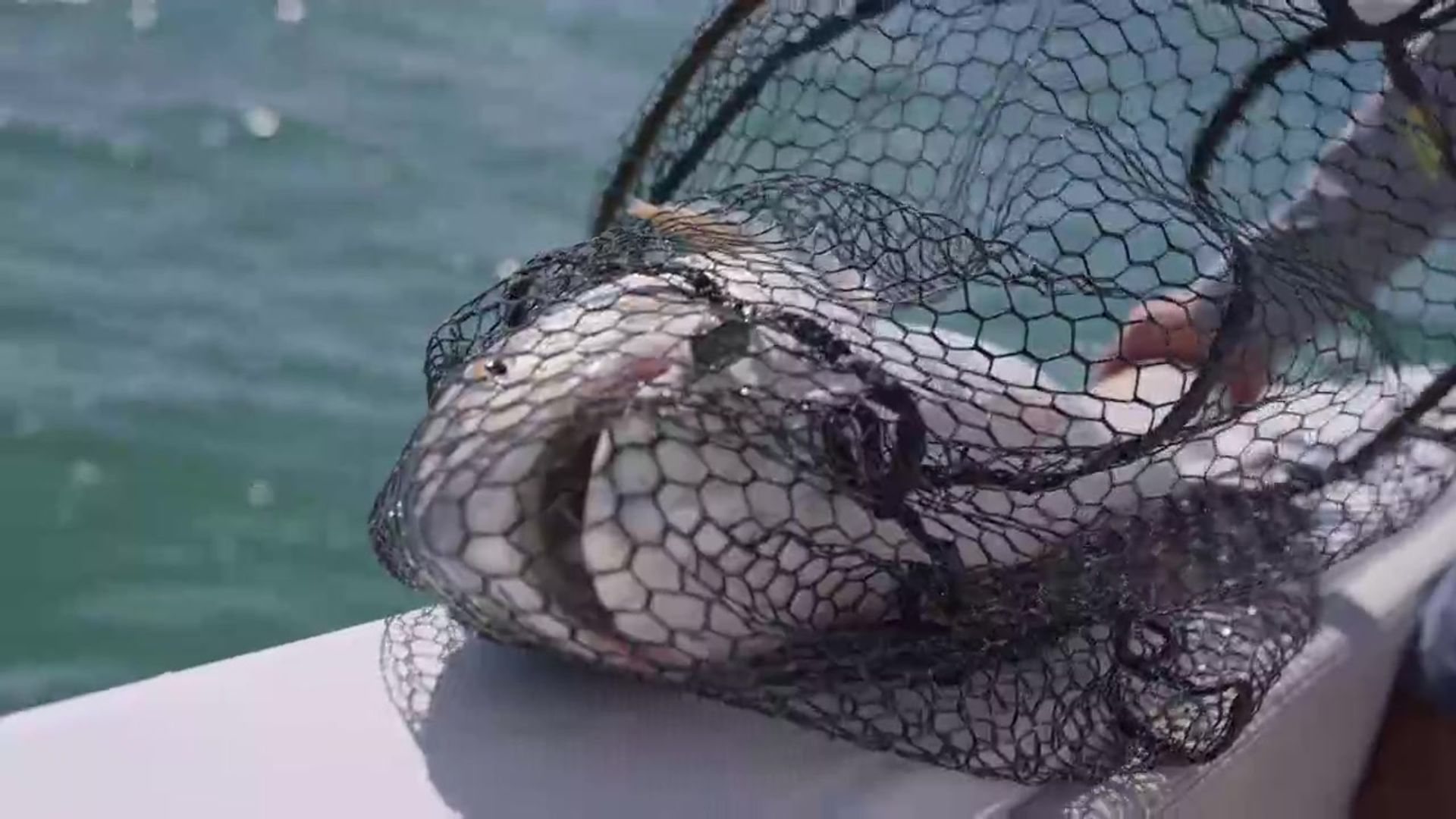 Sport Fishing TV